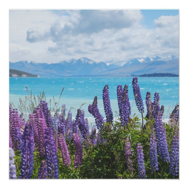 Póster lavanda en la orilla del lago (Anverso)