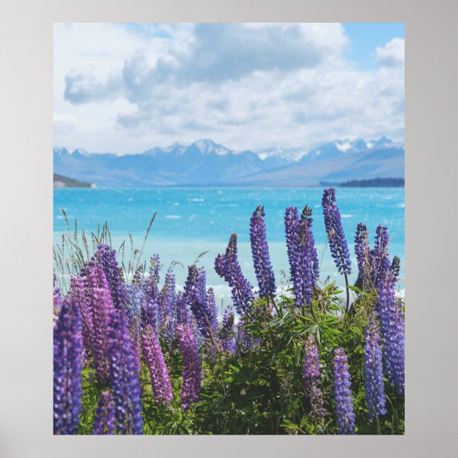 Póster lavanda en la orilla del lago (Frente)