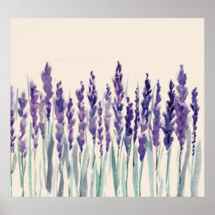 Póster Lavanda francesa: Ilustracion acuarela