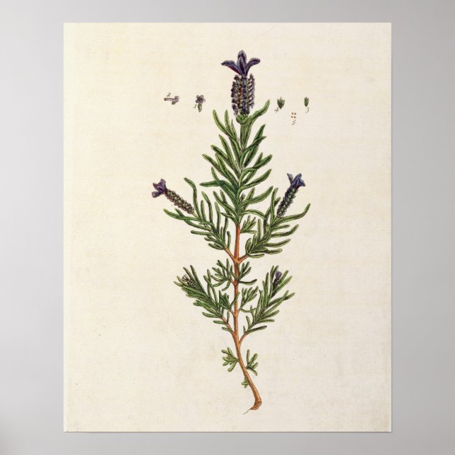 Póster Lavanda francesa, plato 241 de A Curious Herbal (Frente)