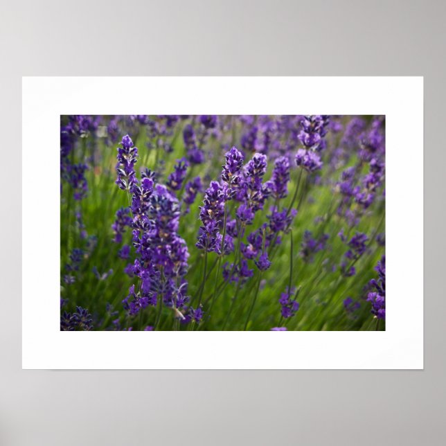 Póster Lavanda | Lavendel (Frente)