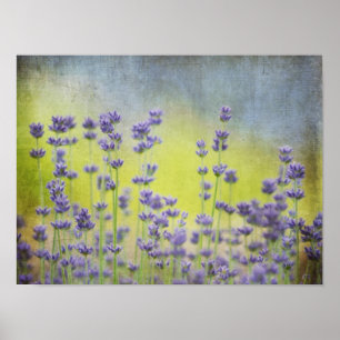 Póster Lavanda mística