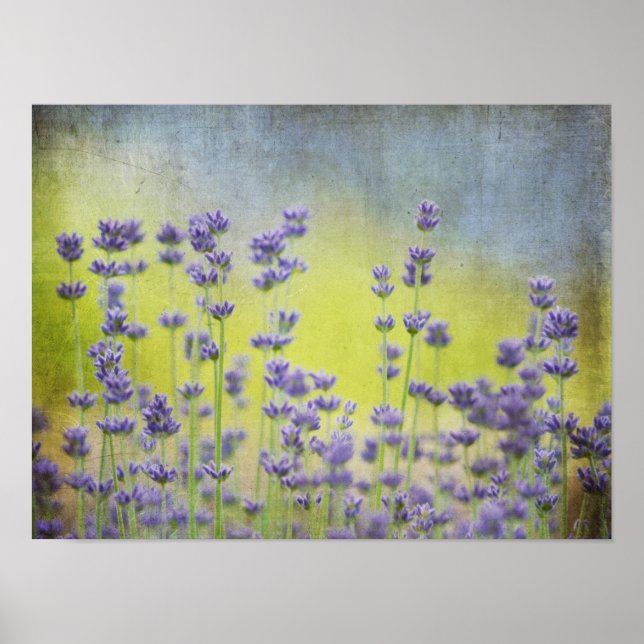 Póster Lavanda mística (Frente)