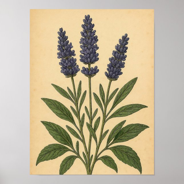 Póster Lavanda Vintage sobre Papel Desgastado (Frente)