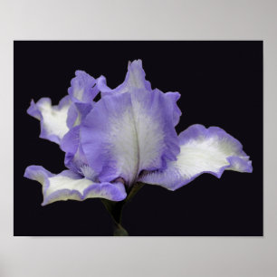 Póster Lavanda Y Flor De Iris De Cabeza Blanca