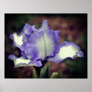 Póster Lavanda Y Flor De Iris De Cabeza Blanca