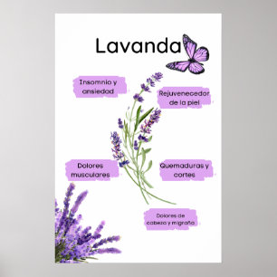 Póster Lavanda y sus beneficios en español