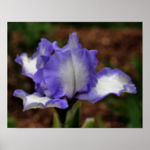 Póster Lavander Bearder Iris Flor Orton Art