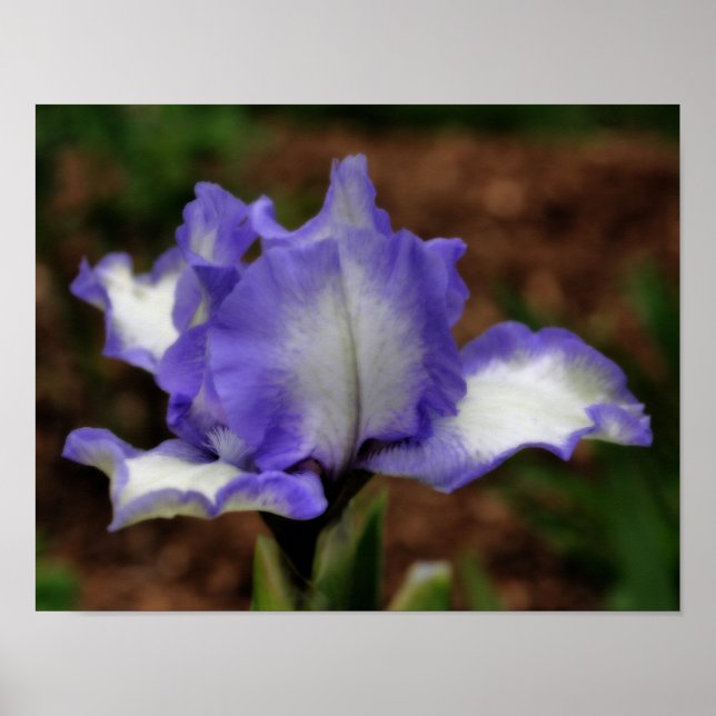 Póster Lavander Bearder Iris Flor Orton Art (Frente)