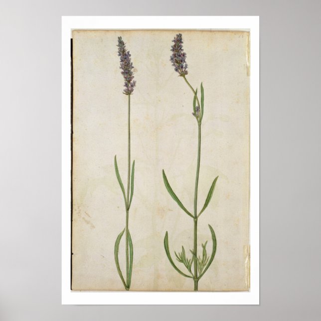 Póster Lavandula officinalis (lavanda inglesa antigua), c (Frente)