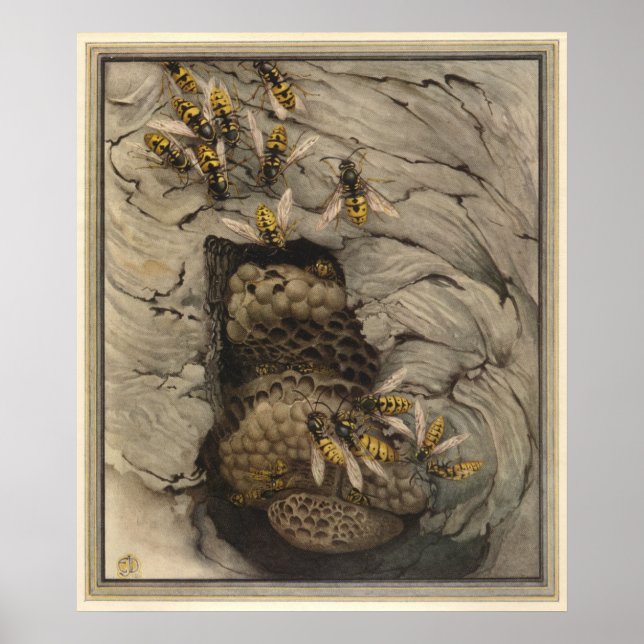 Póster LAVAS COMUNES - Ilustracion de libros de insectos (Frente)