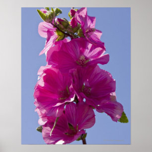 Póster Lavatera, also known as Tree Mallow.