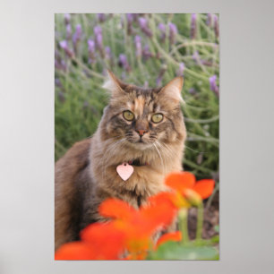 Póster Lavendar, capuchina, y un gato de la concha