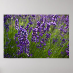 Póster Lavendar   Lavendel