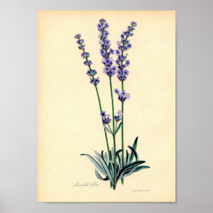Póster Lavendar Plant Poster
