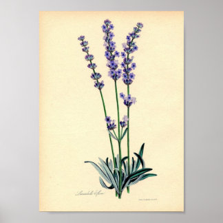 Póster Lavendar Plant Poster