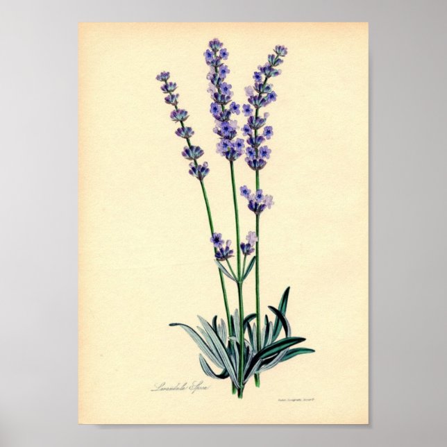 Póster Lavendar Plant Poster (Frente)