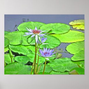 PÓSTER LAVENDER BLUE LOTUS BLOSSOM Y LILLA VERDE LUMINOSA