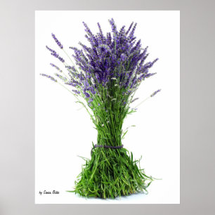 Póster Lavender bouquet