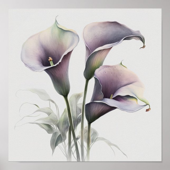 Póster Lavender Calla Lilies Lily Flor Art Print Poster (Frente)