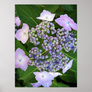 Póster Lavender Capucha de encaje Hydrangea Bloom Poster