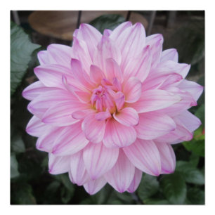 Póster Lavender Dahlia Flower