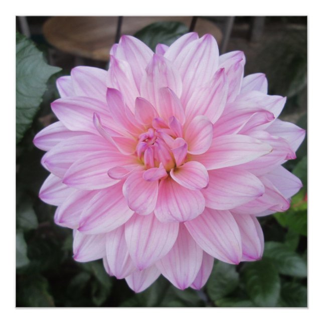 Póster Lavender Dahlia Flower (Anverso)
