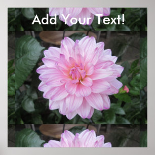 Póster Lavender Dahlia Flower