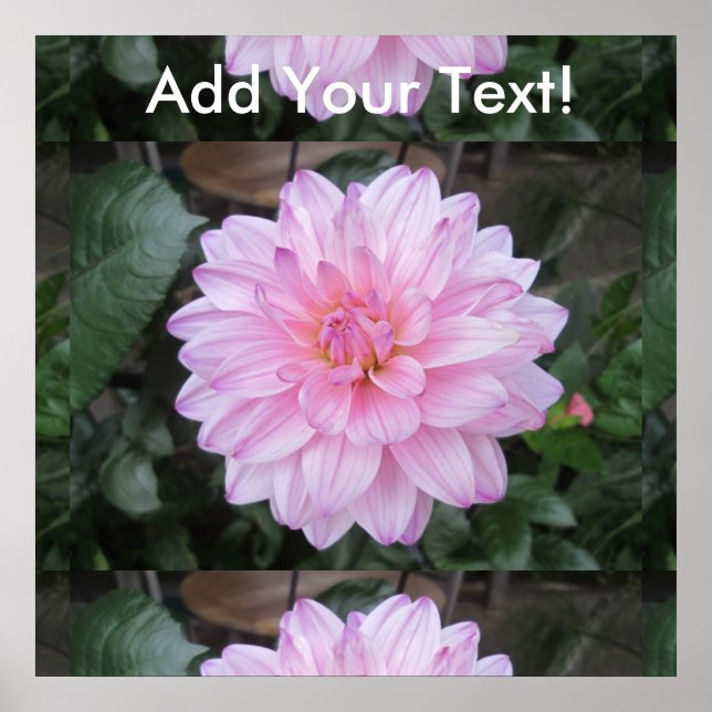 Póster Lavender Dahlia Flower (Frente)
