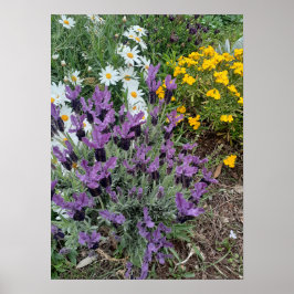 Póster Lavender Daisy Purple Flower Garden Poster