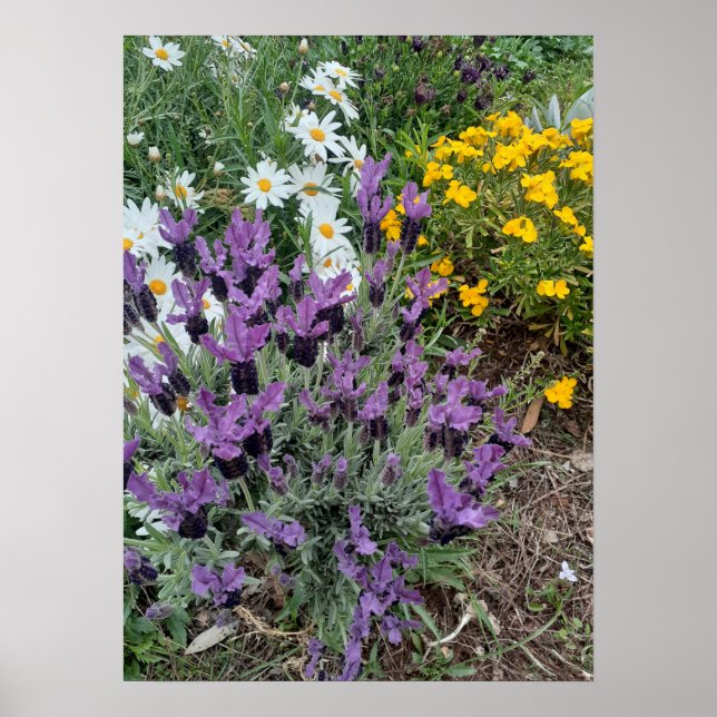 Póster Lavender Daisy Purple Flower Garden Poster (Frente)