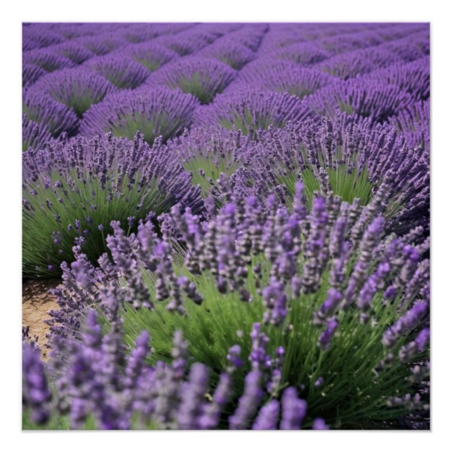 Póster lavender field (Anverso)