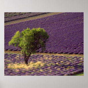 Póster Lavender field in High Provence, France