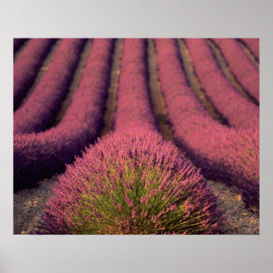 Póster Lavender field in High Provence, France 2
