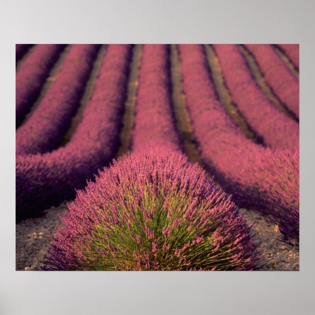 Póster Lavender field in High Provence, France 2 (Frente)