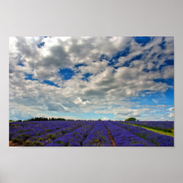 Póster Lavender Field Summer Flowers Cotswolds Inglaterra