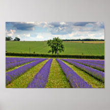 Lavender Field Summer Flowers Cotswolds Inglaterra