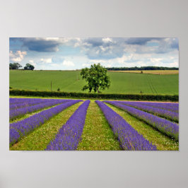 Póster Lavender Field Summer Flowers Cotswolds Inglaterra