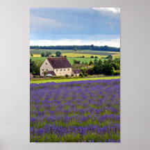 Lavender Field Summer Flowers Cotswolds Inglaterra