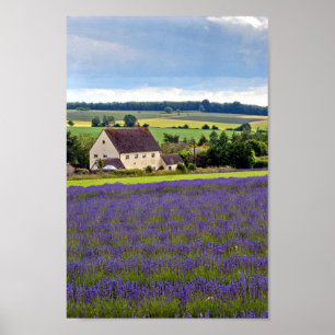 Póster Lavender Field Summer Flowers Cotswolds Inglaterra