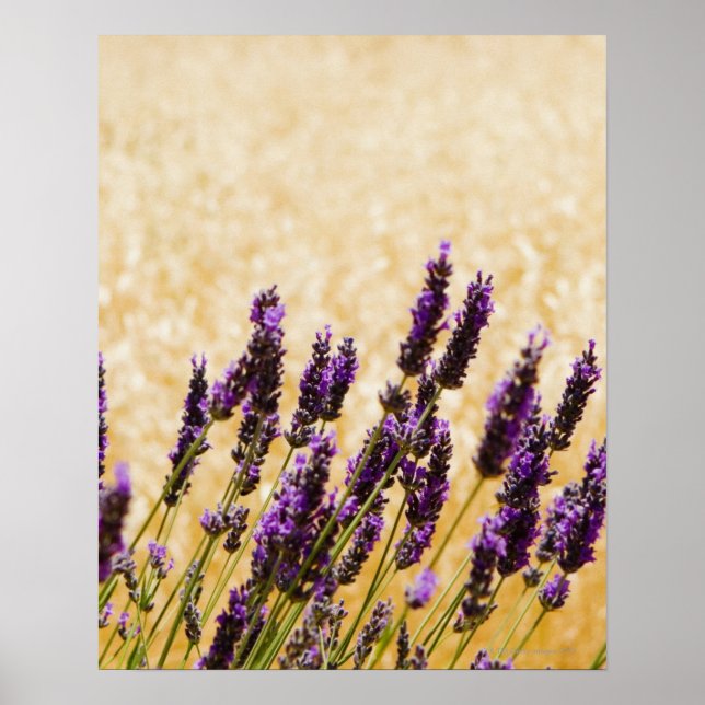 Póster Lavender flowers in a field, Siena Province, (Frente)
