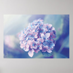 Póster Lavender Hydrangea