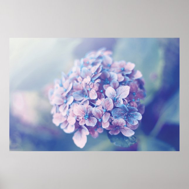 Póster Lavender Hydrangea (Frente)