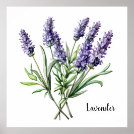 Póster Lavender Illustration Print Botanical