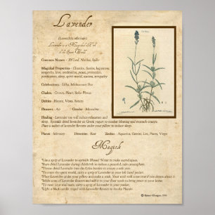 PÓSTER LAVENDER MAGICK HERB