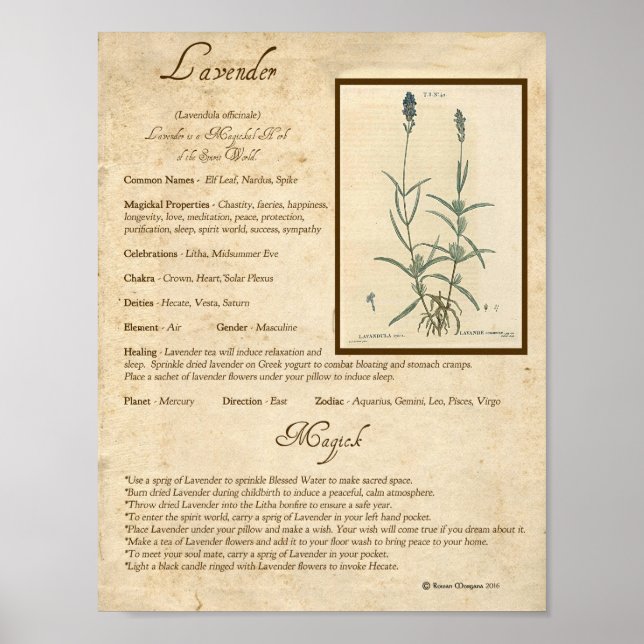 PÓSTER LAVENDER MAGICK HERB (Frente)