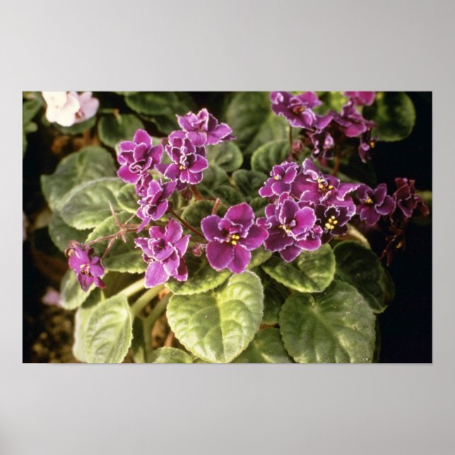Póster Lavender Saintpaulia 'Purple Choice' (Viol african (Frente)