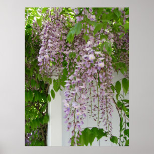 Póster Lavender Wisteria ~ print