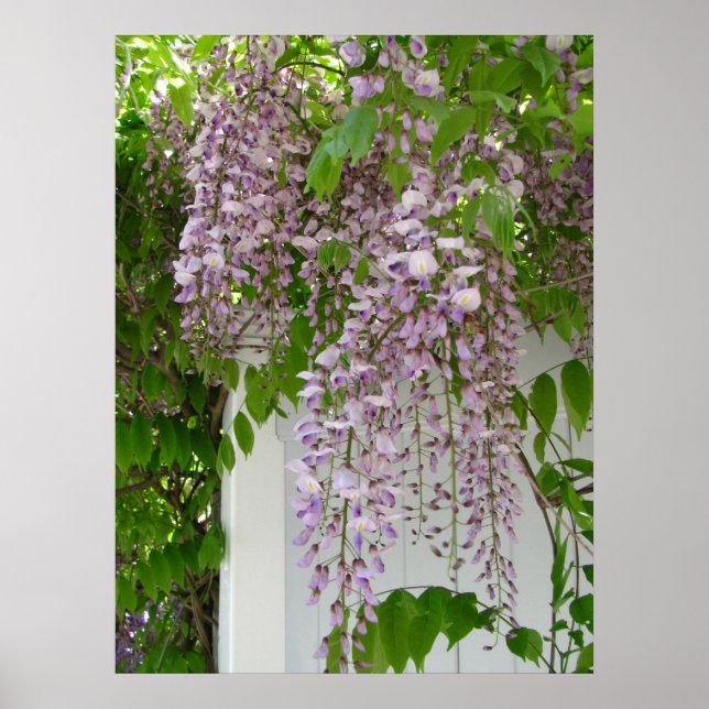 Póster Lavender Wisteria ~ print (Frente)