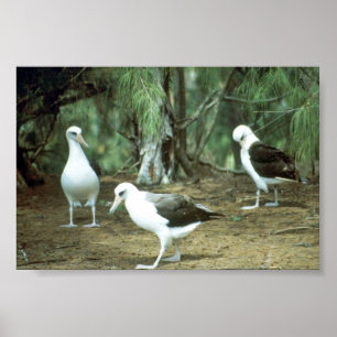 Póster Laysan Albatross